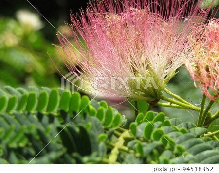 夏に咲くピンクのの花はネムノキの花 94518352