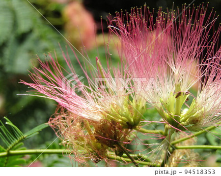 夏に咲くピンクのの花はネムノキの花 夏に咲くピンクのの花はネムノキの花 94518353
