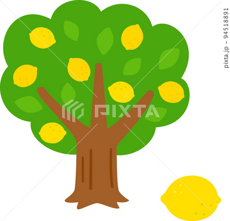 実がついたレモンの木 実がついたレモンの木 94518891