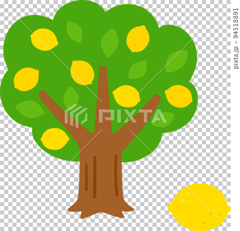 実がついたレモンの木 実がついたレモンの木 94518891