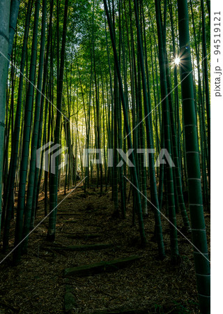化野念仏寺竹林 94519121