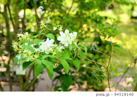 バイカウツギの花 スノーベル バイカウツギの花 スノーベル 94519140