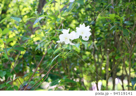 バイカウツギの花 スノーベル バイカウツギの花 スノーベル 94519141