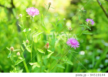 ケンタウレアヤセアの花 ケンタウレアヤセアの花 94519144