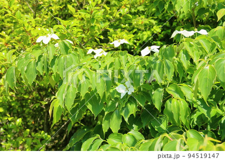ヤマボウシの花 94519147
