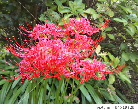 ヒガンバナ② 94519329