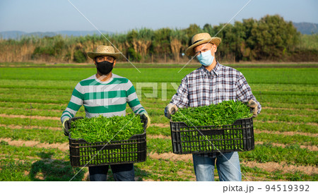 Two farmers in protective masks showing rich harvest of green arugula on field Two farmers in protective masks showing rich harvest of green arugula on field 94519392