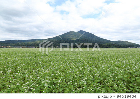 筑波山麓に広がるそば畑 94519404