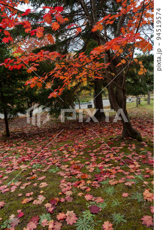 赤く色づいたハウチワカエデ 赤く色づいたハウチワカエデ 94519574