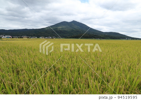 筑波山麓に広がる稲穂実る田園 筑波山麓に広がる稲穂実る田園 94519595