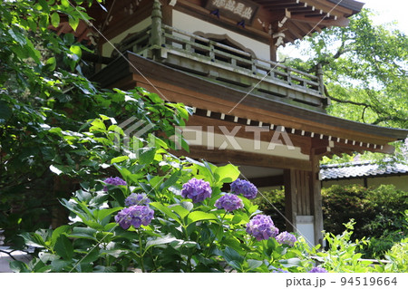 紫陽花の時季の浄智寺 紫陽花の時季の浄智寺 94519664