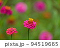 ひっそりと咲く満開のピンクのジニア（百日草） 94519665