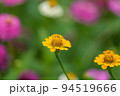 ひっそりと咲く満開の黄色いジニア（百日草） 94519666