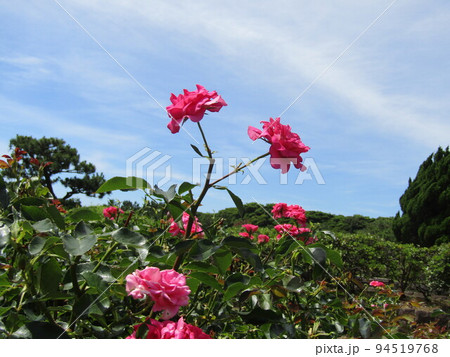 稲毛海浜公園の浜の池の湖岸の花壇に咲く桃色大きいなバラの花 稲毛海浜公園の浜の池の湖岸の花壇に咲く桃色大きいなバラの花 94519768