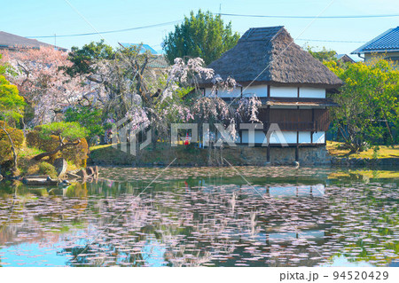 桜咲く春の朝の衆楽園4 岡山県津山市 桜咲く春の朝の衆楽園4 岡山県津山市 94520429