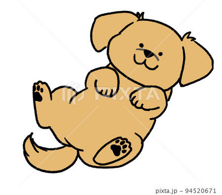 仰向けに寝転がっているクリーム色のチワックス 94520671