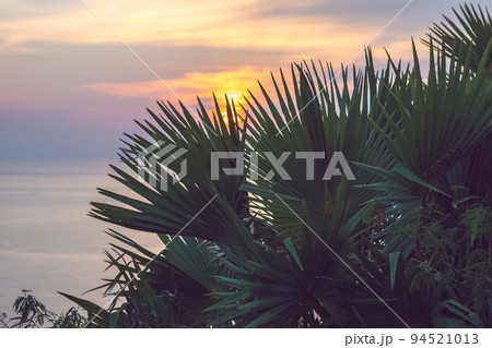 Palm branches or palm leaves at sunset. Vintage retro artistic blurry edit background with rendered lens flares Palm branches or palm leaves at sunset. Vintage retro artistic blurry edit background with rendered lens flares 94521013