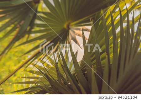 Palm branches or palm leaves at sunset. Vintage retro artistic blurry edit background with rendered lens flares 94521104