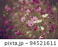 コスモスの花／秋桜_7 94521611