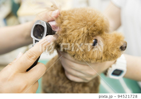 動物病院で小型犬の耳の中を見る女性獣医手元 動物病院で小型犬の耳の中を見る女性獣医手元 94521728