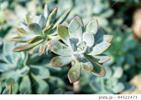 Crassulaceae or Kalanchoe blossfeldiana Poellnitz 94522473