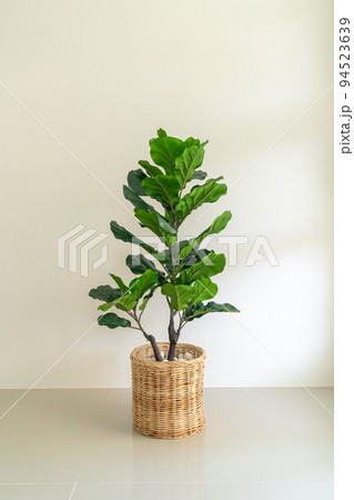Fiddle Fig in wicker basket Fiddle Fig in wicker basket 94523639