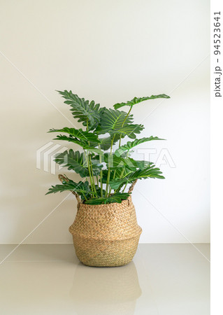 Philodendron xanadu croat in wicker basket pot Philodendron xanadu croat in wicker basket pot 94523641