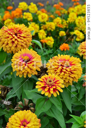 開花期が長い　ヒャクニチソウ（百日草） 94523655