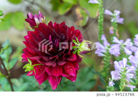 鮮やかな赤いダリアの花と薄紫色のハナトラノオ 94523766