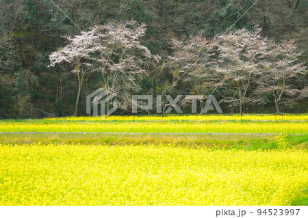 菜の花畑と桜並木13 岡山県美作市 菜の花畑と桜並木13 岡山県美作市 94523997