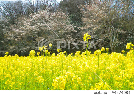 菜の花畑と桜並木15　岡山県美作市 94524001
