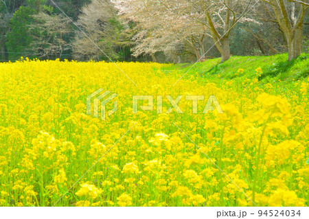 菜の花畑と桜並木28　岡山県美作市 94524034