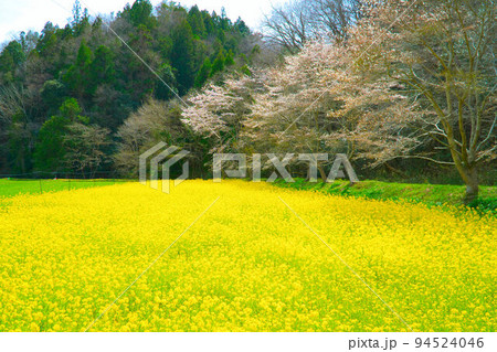 菜の花畑と桜並木33　岡山県美作市 94524046