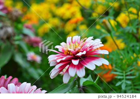 ヒャクニチソウ（百日草）Zinnia 94524184