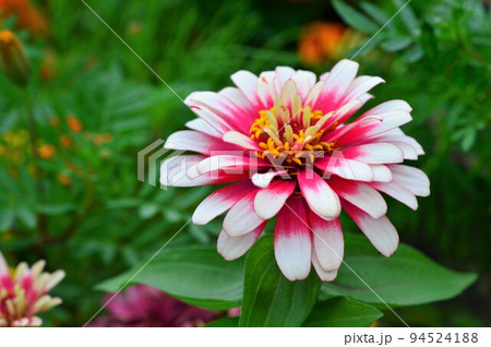 ヒャクニチソウ（百日草）Zinnia 94524188