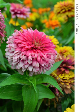 ヒャクニチソウ（百日草）Zinnia 94524194