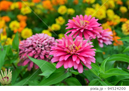 ヒャクニチソウ（百日草）Zinnia 94524200