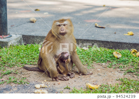 A macaca monkey, Khao Toh Sae Viewpoint on the Highest Hill in Phuket, Thailand 94524239