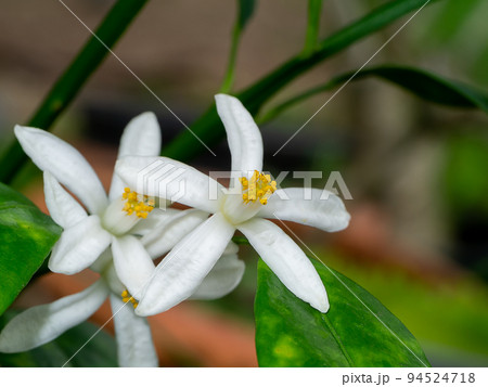 Close up lime blossom flowers on branch with blur background. 94524718