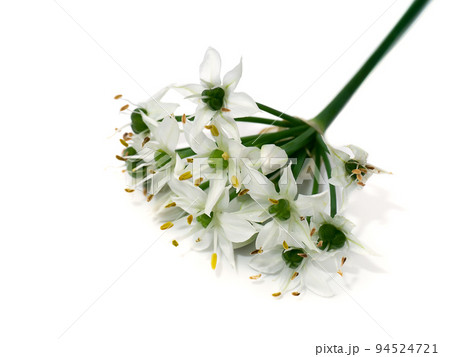 Close up Chinese Chive flower on white background. Close up Chinese Chive flower on white background. 94524721
