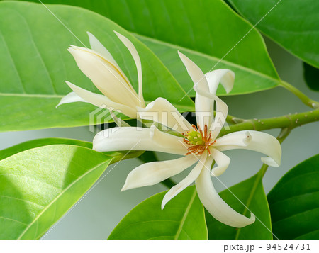 Close up White chempaka flower on tree with leaf background. Close up White chempaka flower on tree with leaf background. 94524731