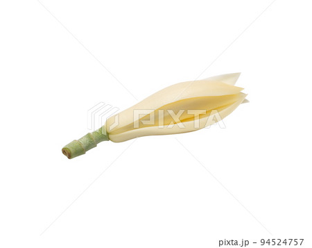Close up White chempaka flower on white background. Close up White chempaka flower on white background. 94524757