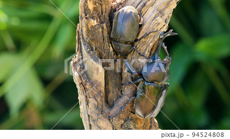木に登るカブトムシのペア 94524808