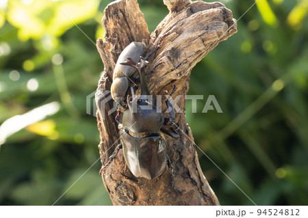 木に登るカブトムシのペア 94524812