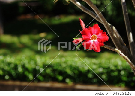 赤い花　熱帯植物(2月)アデニウム16 94525126