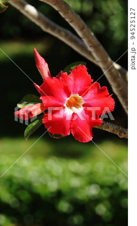 赤い花 熱帯植物(2月)アデニウム13V9.16 赤い花 熱帯植物(2月)アデニウム13V9.16 94525127