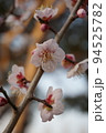 梅の花 94525782