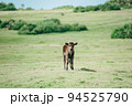 【沖縄県与那国島】草原に佇む仔牛 94525790