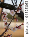 梅の花 94525863