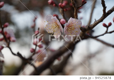 梅の花 94525878